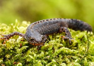 Тритон аквариумный: содержание в аквариуме с рыбками