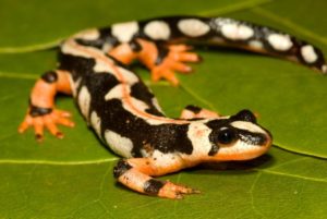 Тритон аквариумный: содержание в аквариуме с рыбками