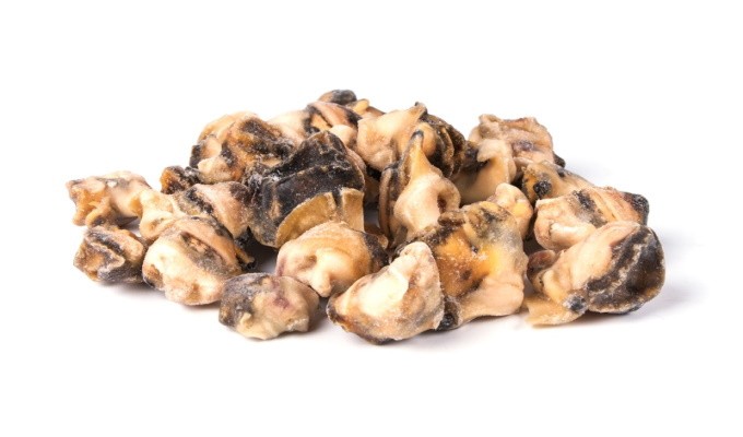 Моллюск трубач