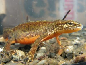 Тритон аквариумный: содержание в аквариуме с рыбками