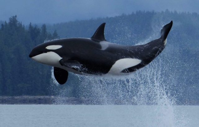 Касатка — самый страшный хищник для белух