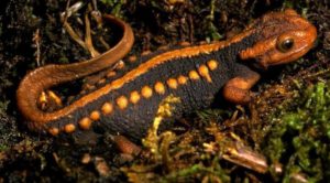 Тритон аквариумный: содержание в аквариуме с рыбками