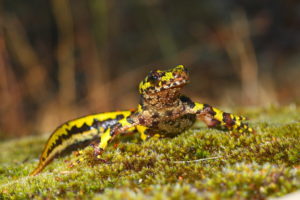 Тритон аквариумный: содержание в аквариуме с рыбками