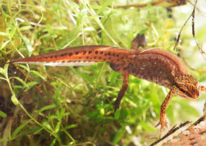 Тритон аквариумный: содержание в аквариуме с рыбками