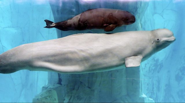 Белоснежная белуха с еще тёмненьким детёнышем