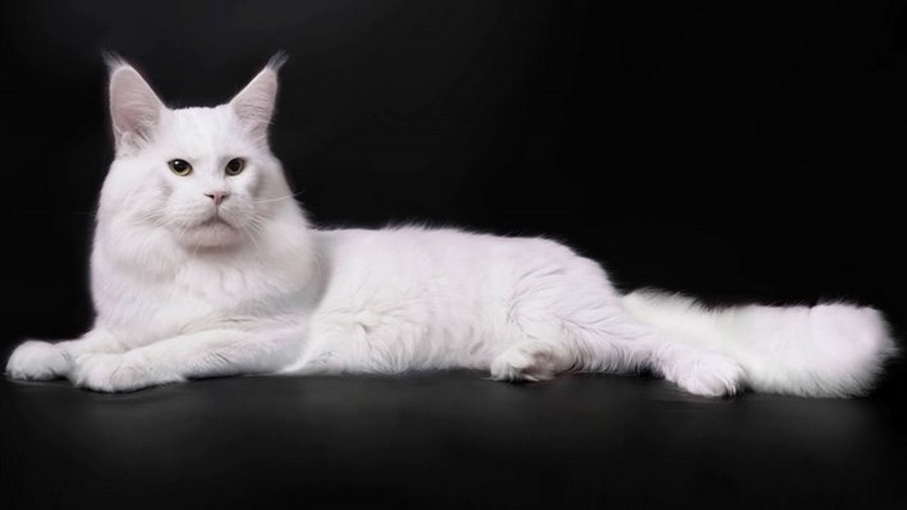 Кошка породы ангорская белая, фото