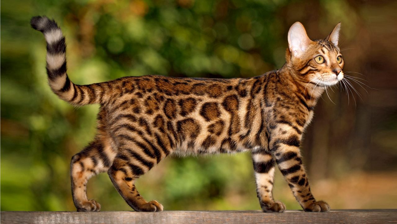 Бенгальская порода кошек, фото