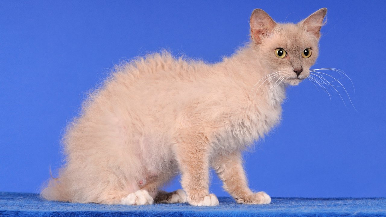 Каттерасе ЛаПерм, фото