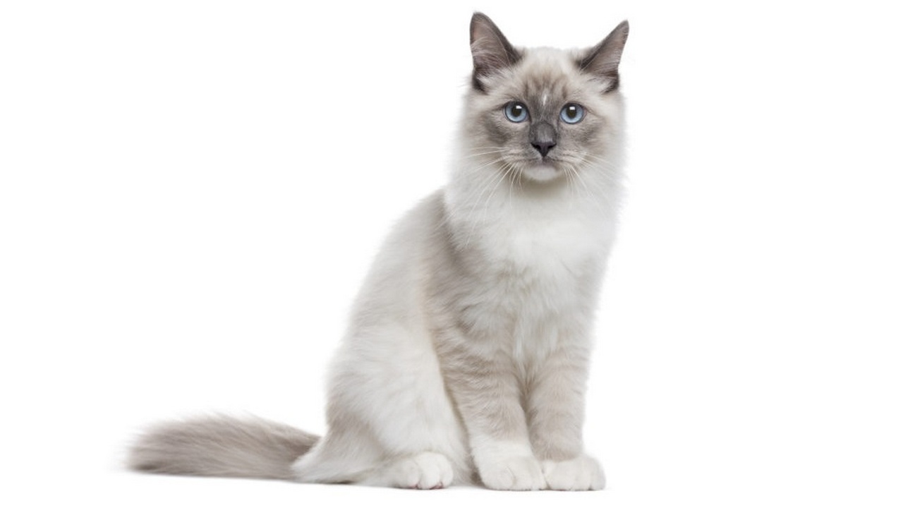 Каттерасе Невский маскарад, фото