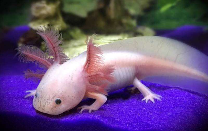 Cамые красивые обитатели морей и океанов