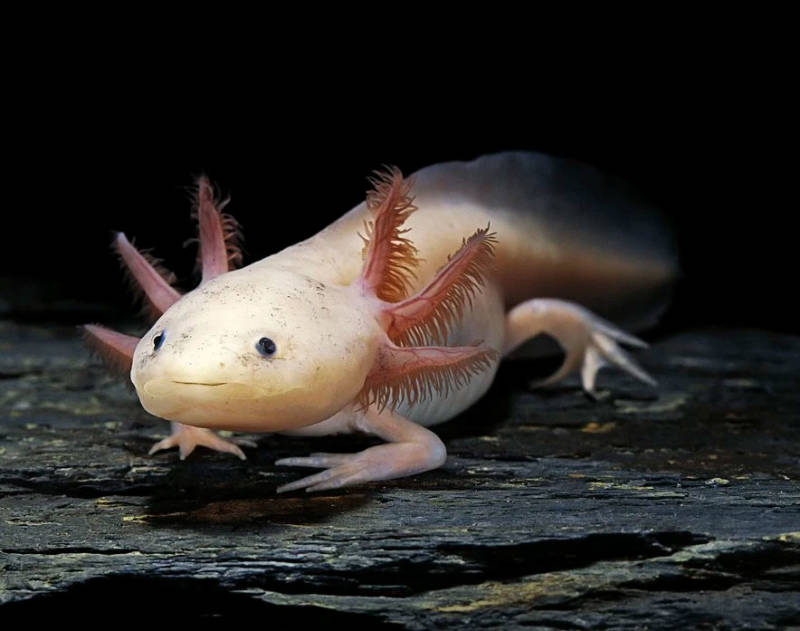 Аксолотль: описание, содержание и правила ухода