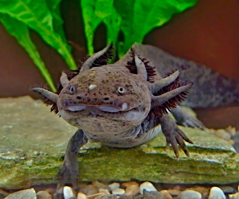 Аксолотль: описание, содержание и правила ухода