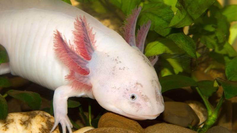 Cамые красивые обитатели морей и океанов