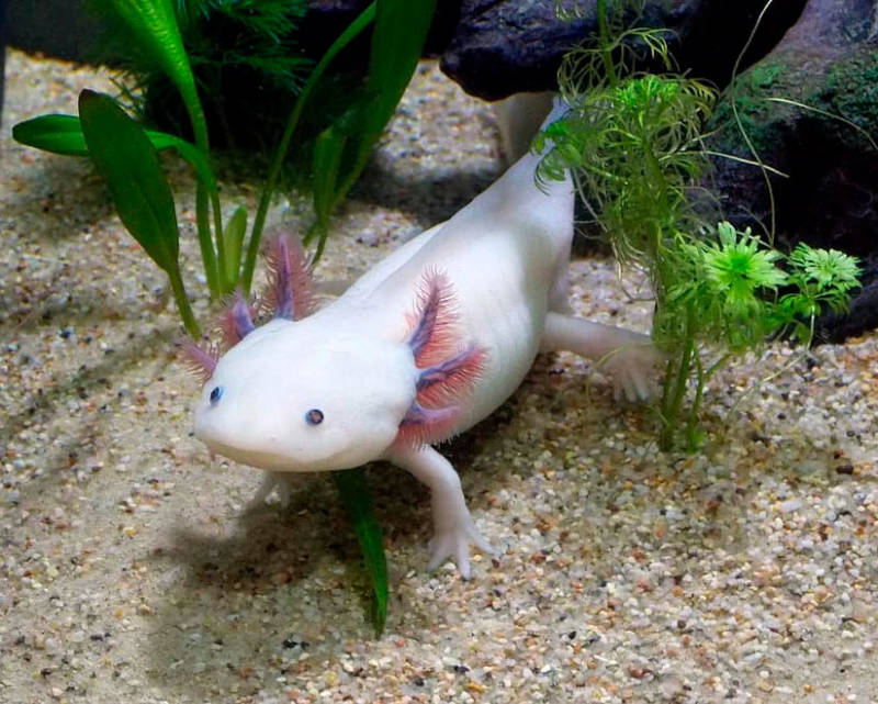 Аксолотль