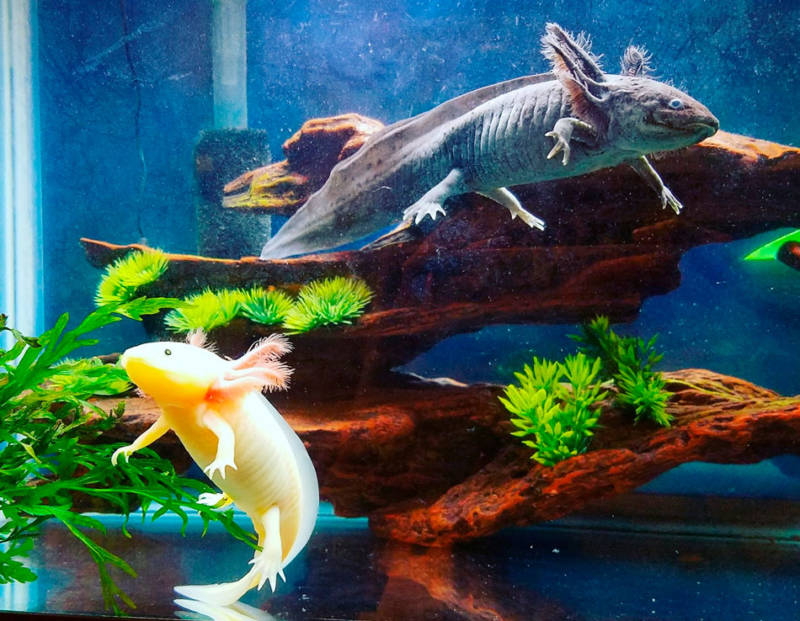 Cамые красивые обитатели морей и океанов