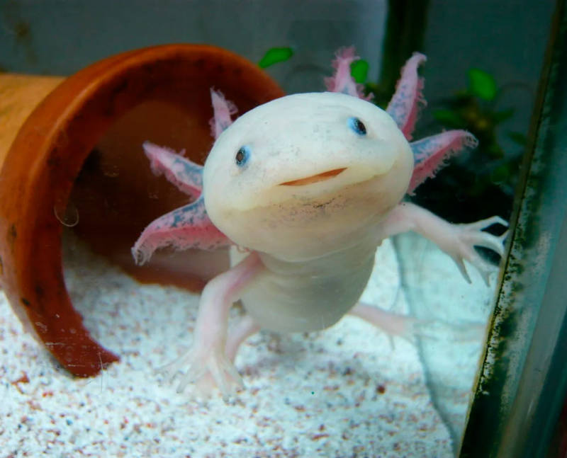 Аксолотль: описание, содержание и правила ухода