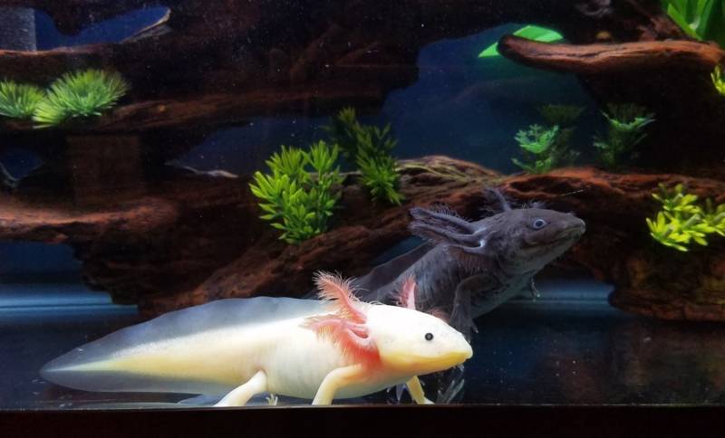 Cамые красивые обитатели морей и океанов