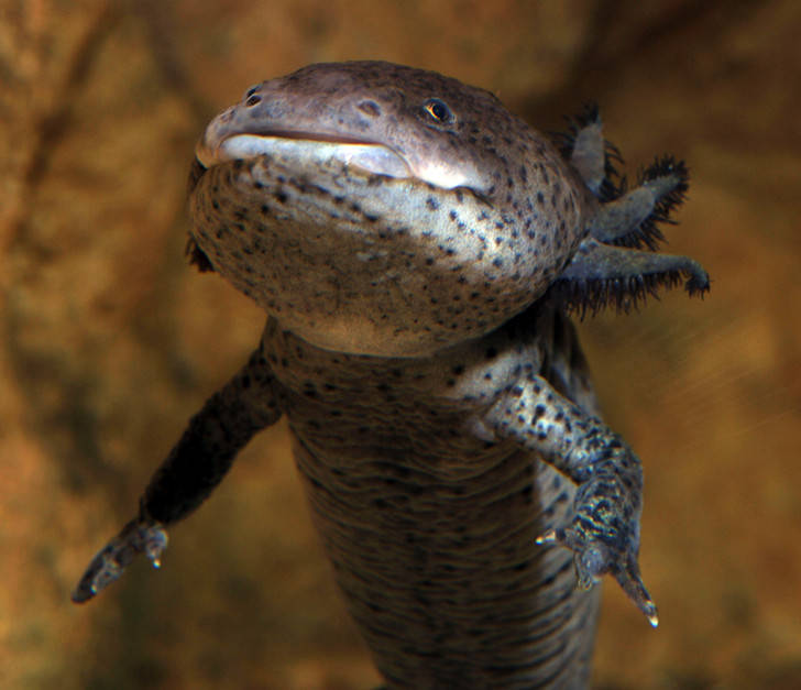 Cамые красивые обитатели морей и океанов