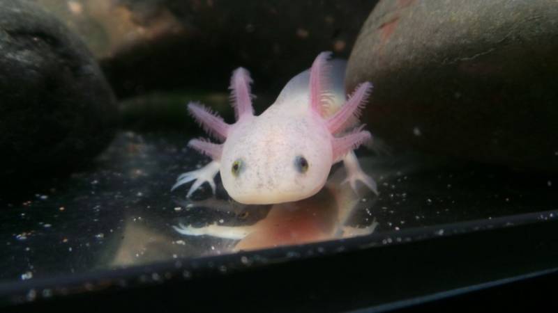 Аксолотль