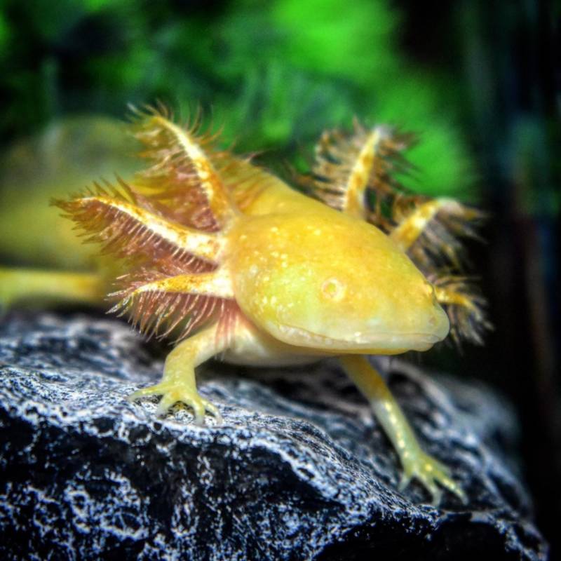 Cамые красивые обитатели морей и океанов