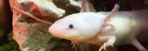 аксолотль-75-300x105.jpg