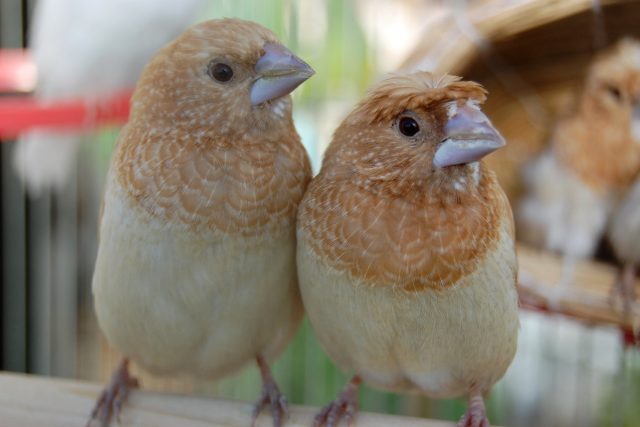 Японские зяблики Японские зяблики