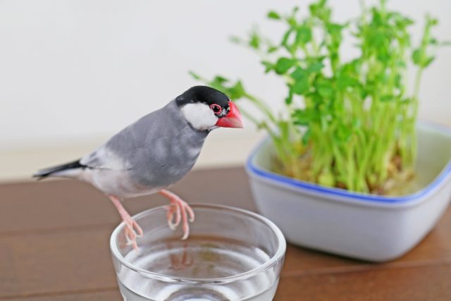 Серый рисунок (яванский воробей или рисовый воробей) Серый рисунок (яванский воробей или рисовый воробей)