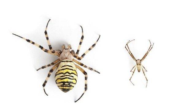 Паук-оса Аргиопа Брюнниха