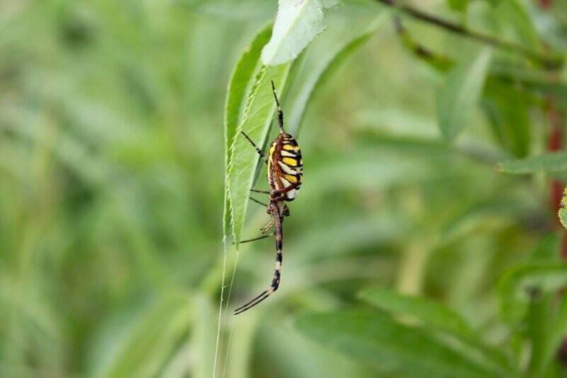Паук-оса Аргиопа Брюнниха