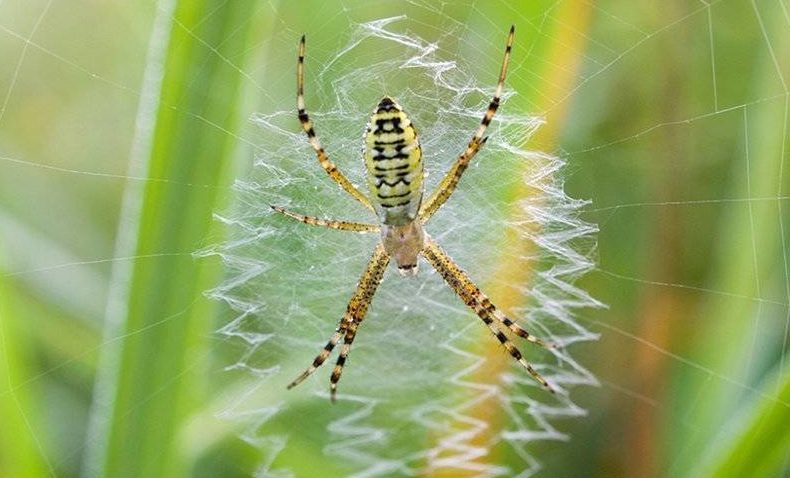 Паук-оса Аргиопа Брюнниха