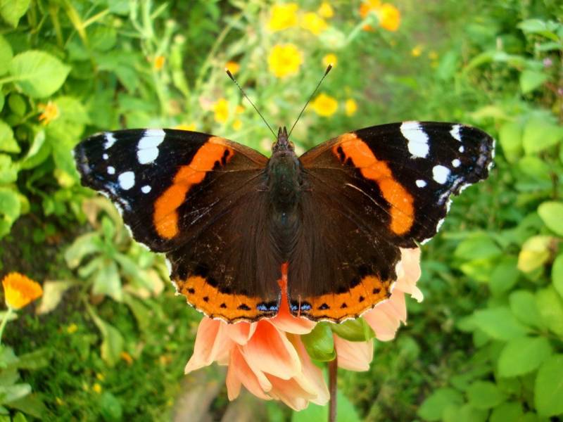 Бабочка адмирал - описание, как выглядит, где обитает, Красная книга