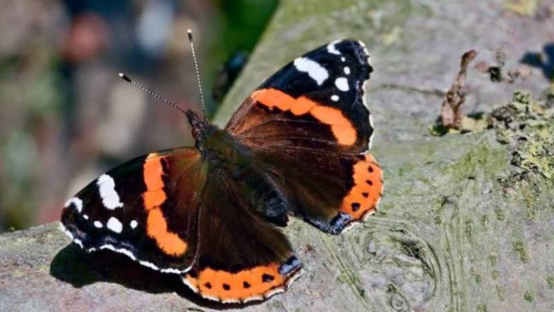 Бабочка адмирал - описание, как выглядит, где обитает, Красная книга