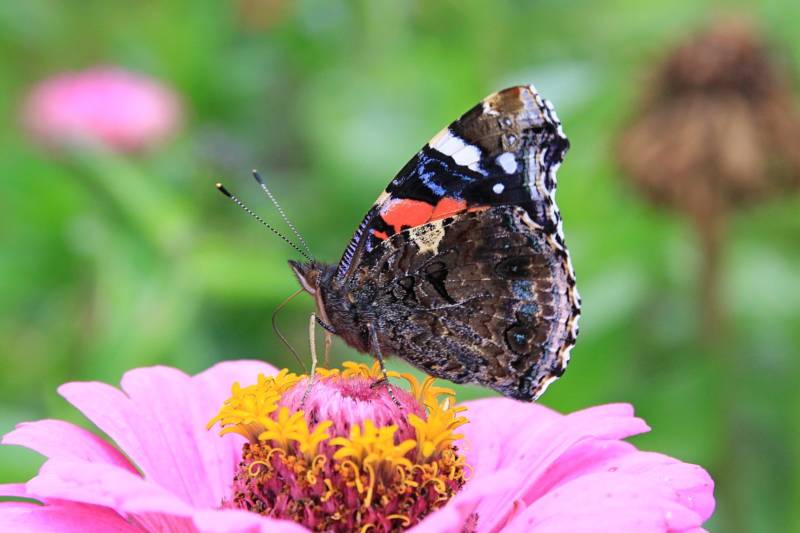 Бабочка адмирал - описание, как выглядит, где обитает, Красная книга