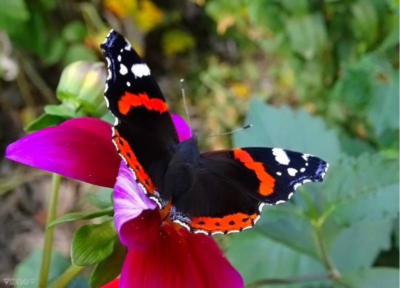 Бабочка адмирал - описание, как выглядит, где обитает, Красная книга