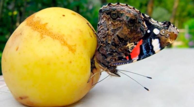 Бабочка адмирал - описание, как выглядит, где обитает, Красная книга