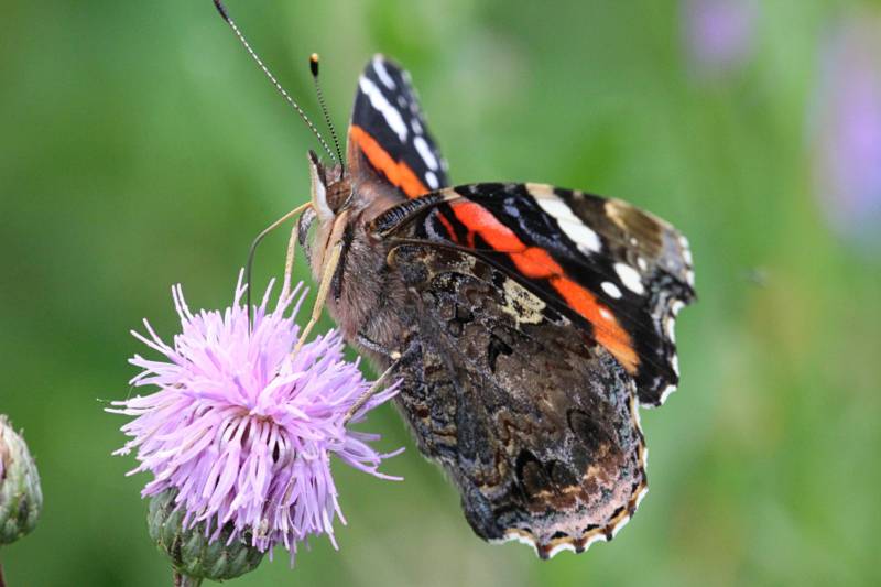 Бабочка адмирал - описание, как выглядит, где обитает, Красная книга