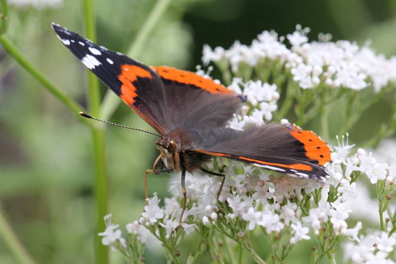 Бабочка адмирал - описание, как выглядит, где обитает, Красная книга