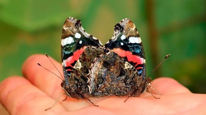 Бабочка адмирал - описание, как выглядит, где обитает, Красная книга