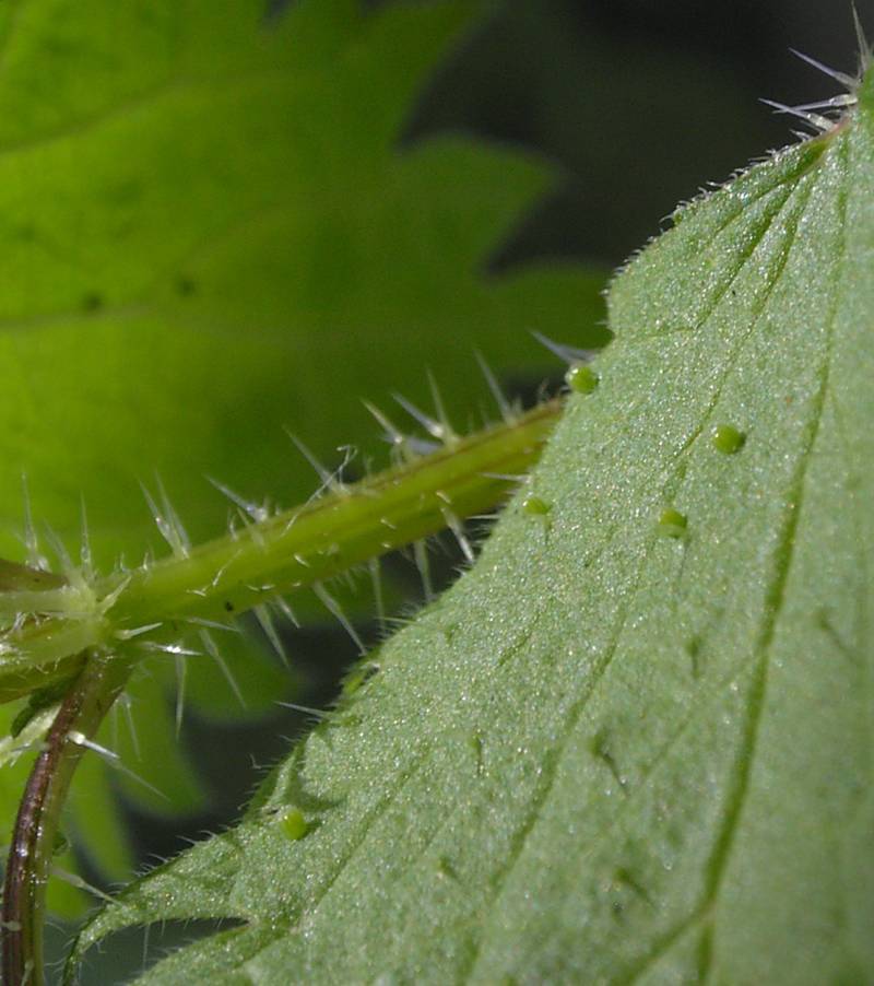 Бабочка адмирал - описание, как выглядит, где обитает, Красная книга