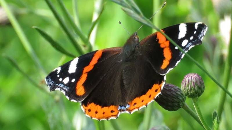 Бабочка адмирал - описание, как выглядит, где обитает, Красная книга