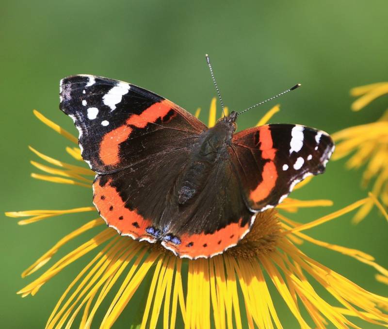 Бабочка адмирал - описание, как выглядит, где обитает, Красная книга