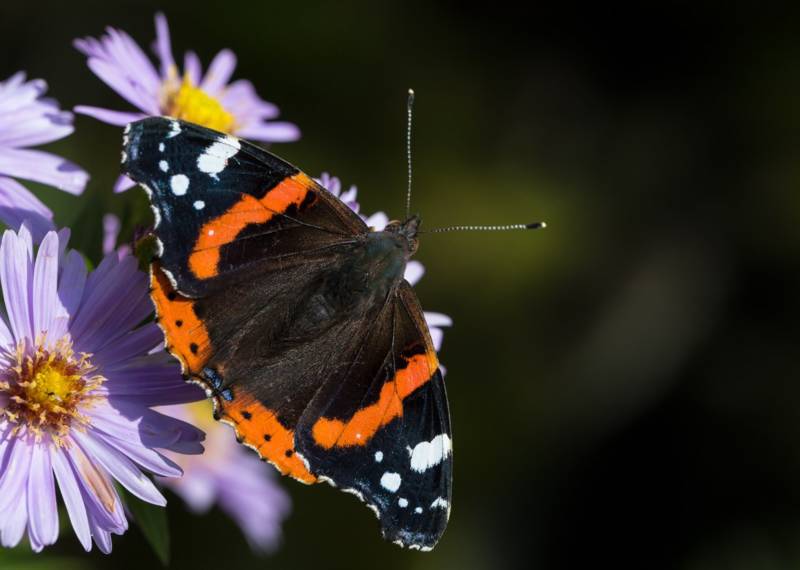 Бабочка адмирал - описание, как выглядит, где обитает, Красная книга