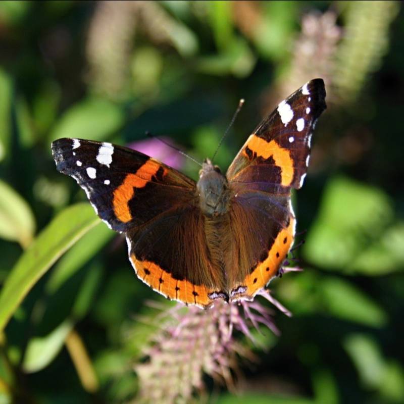 Бабочка адмирал - описание, как выглядит, где обитает, Красная книга