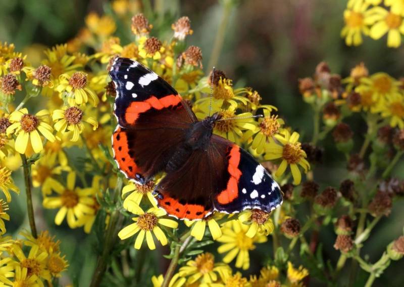 Бабочка адмирал - описание, как выглядит, где обитает, Красная книга