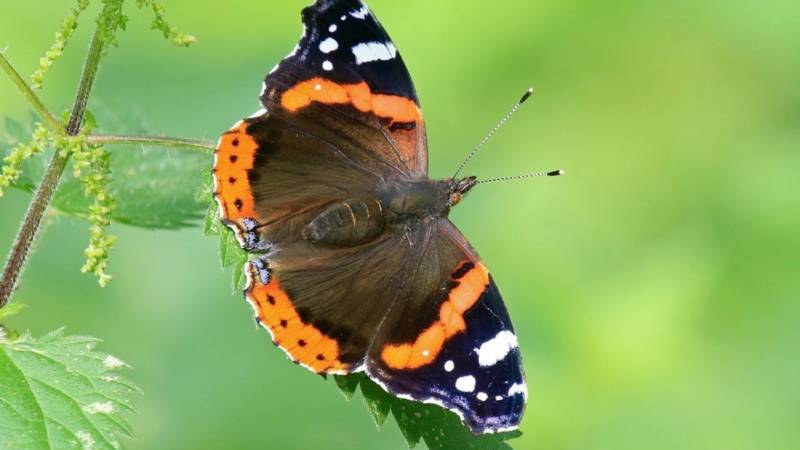 Бабочка адмирал - описание, как выглядит, где обитает, Красная книга