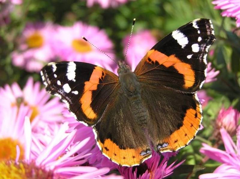 Бабочка адмирал - описание, как выглядит, где обитает, Красная книга