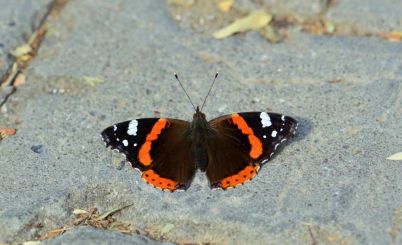 Бабочка адмирал - описание, как выглядит, где обитает, Красная книга