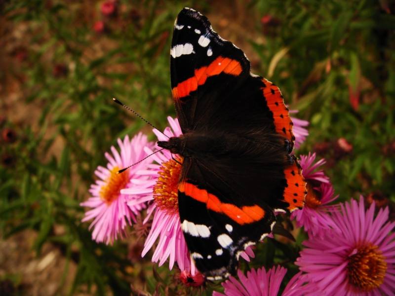 Бабочка адмирал - описание, как выглядит, где обитает, Красная книга