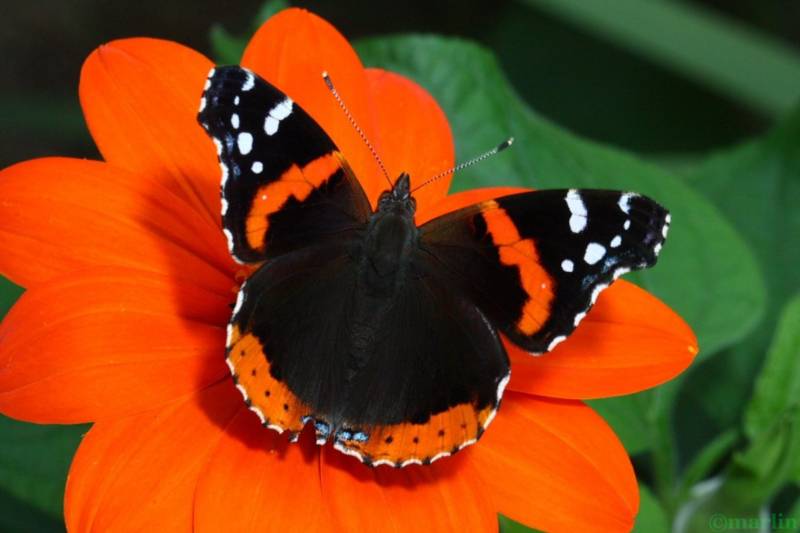 Бабочка адмирал - описание, как выглядит, где обитает, Красная книга