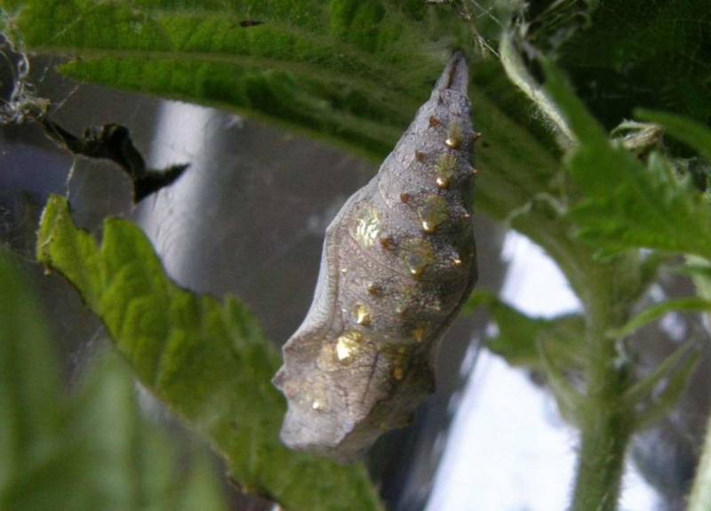 Бабочка адмирал - описание, как выглядит, где обитает, Красная книга